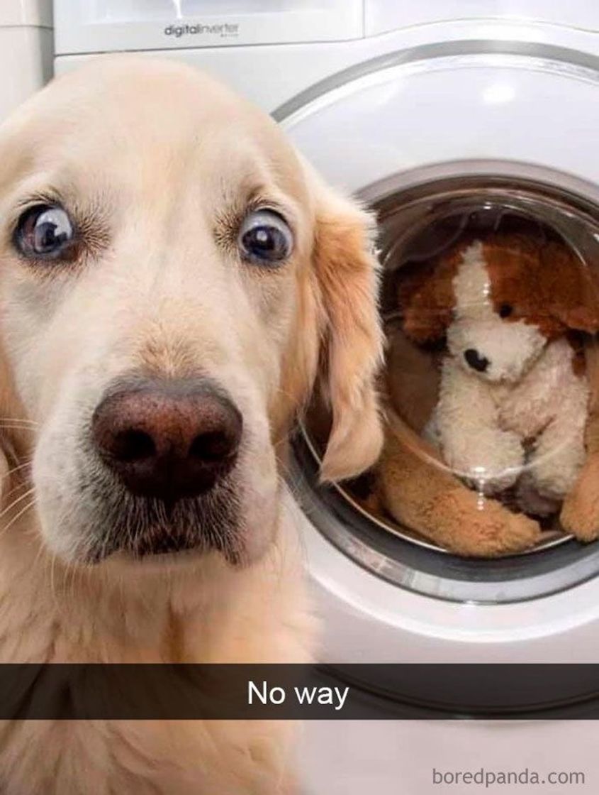 Social Pets