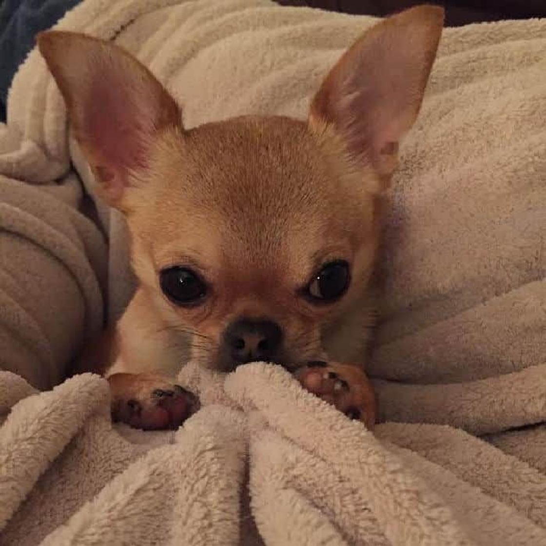 Social Pets