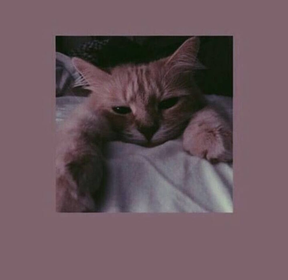 Social A bela estética dos bichanos 😽💫