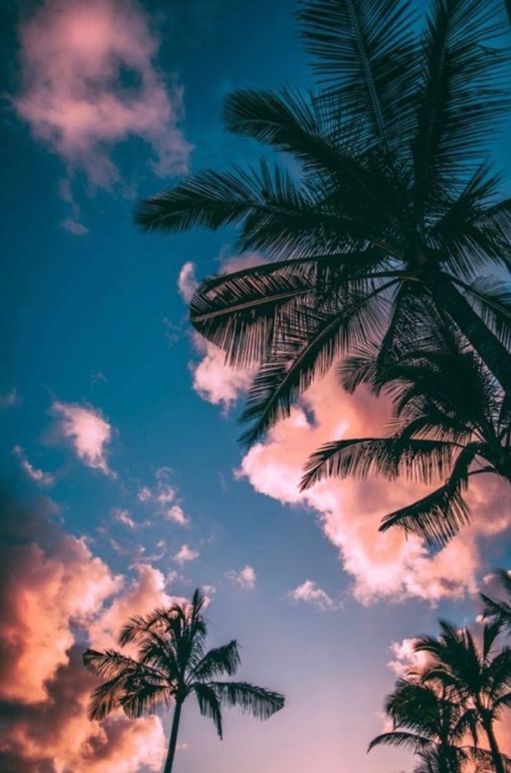 Fashion sky and coconut trees 