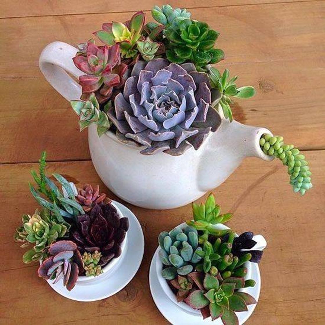 Moda Decoraciones creativas con plantas 