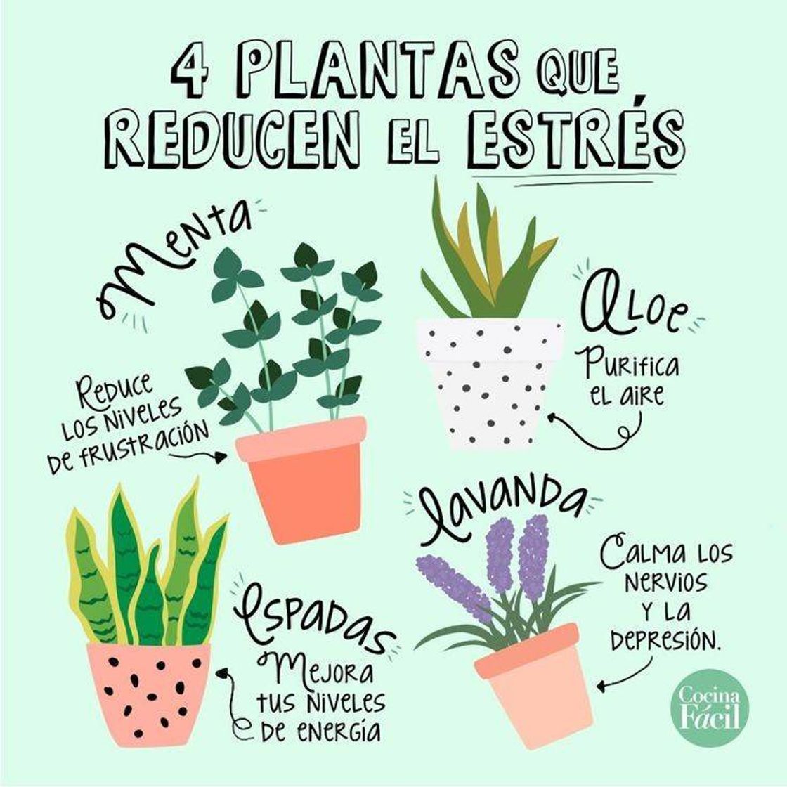 Moda Plantas que te ayudan a reducir el estrés..👏😉🌱