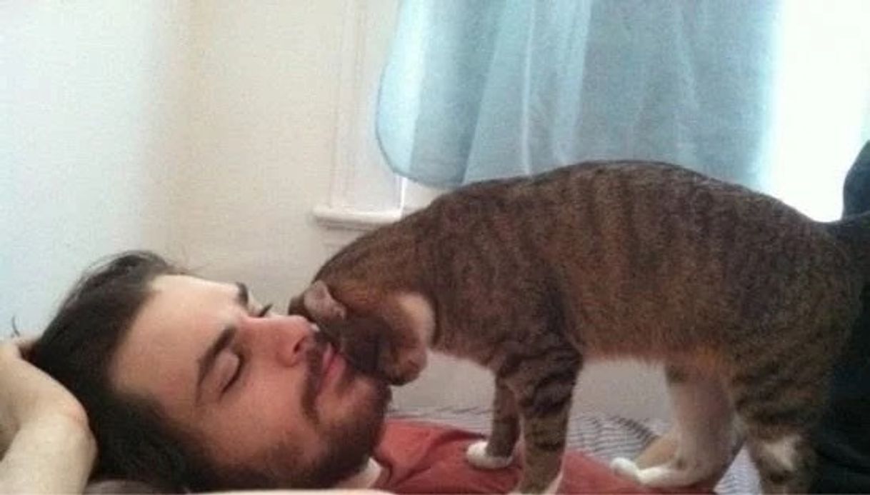 Social Gatos 