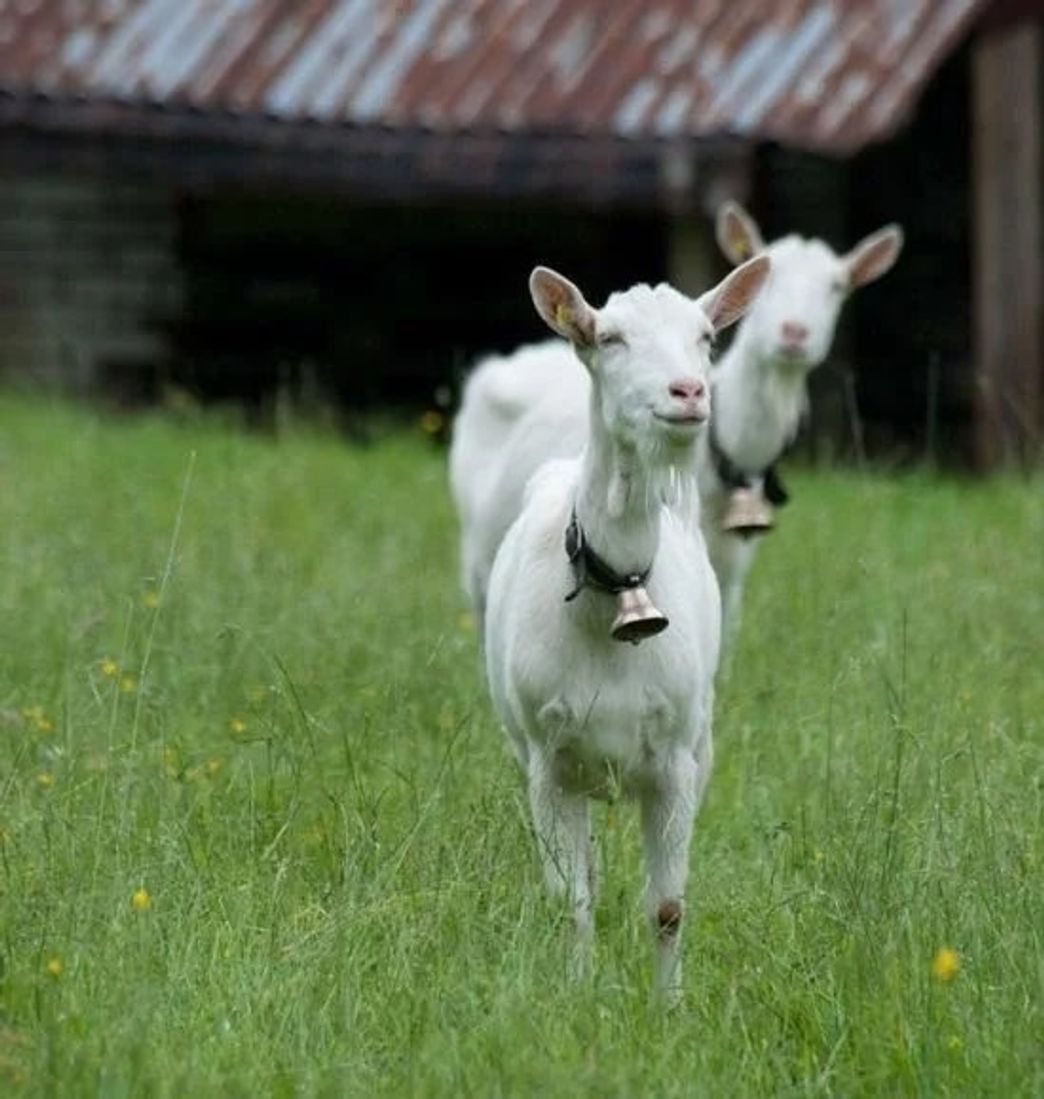 Social Cabras