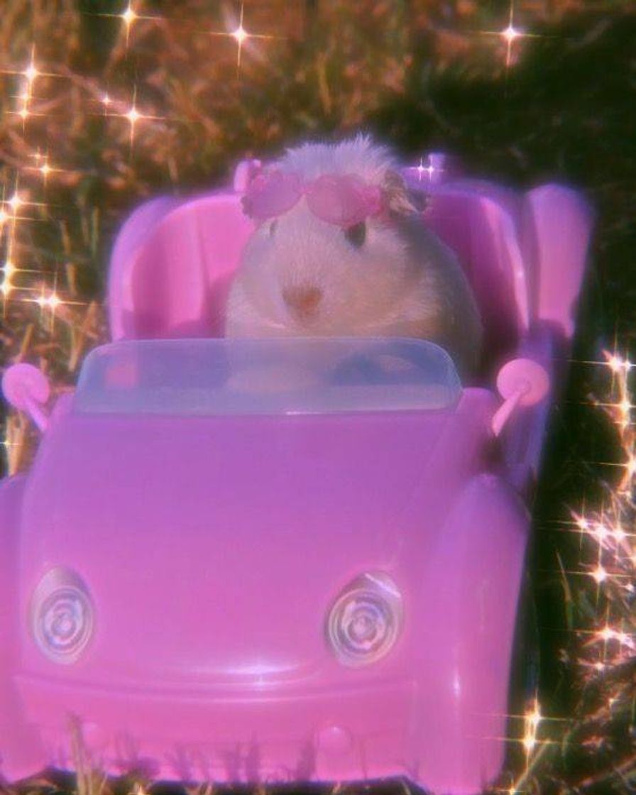 Fashion 🐹🚗