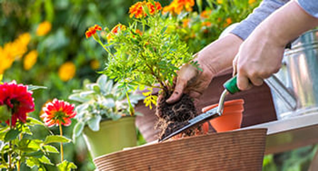 Social Jardinagem