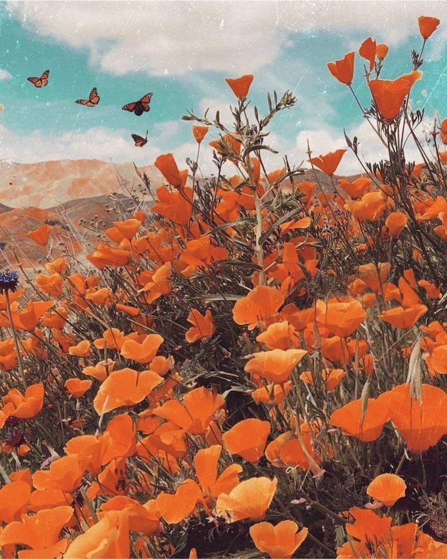 Social Flower