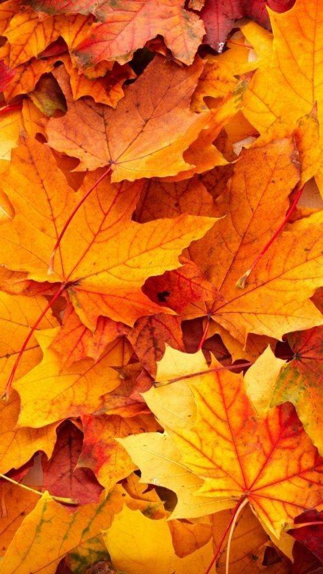 Social Leaves