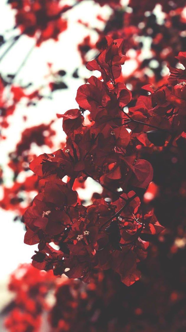 Social Flower