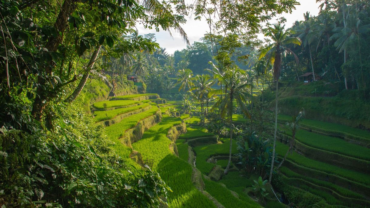 Lugar Ubud