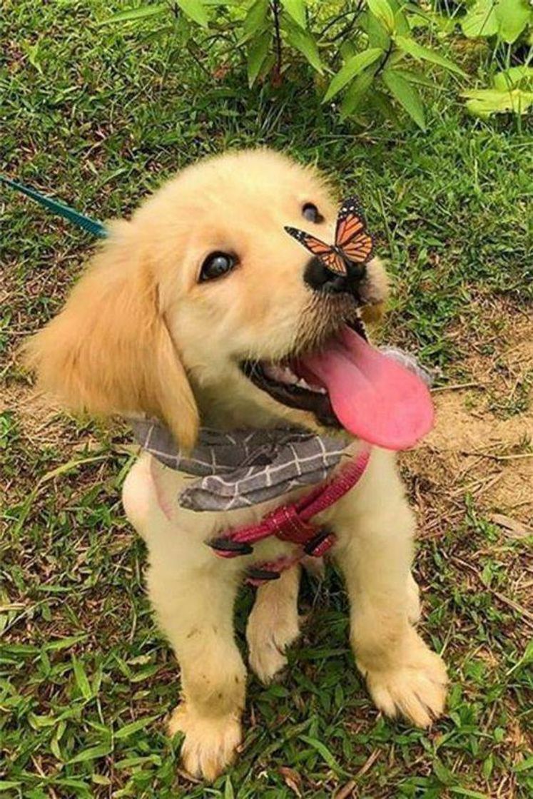 Fashion Cachorrinho com a Borboleta no Fusinho hihi😍😍