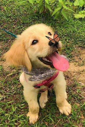 Cachorrinho com a Borboleta no Fusinho hihi😍😍