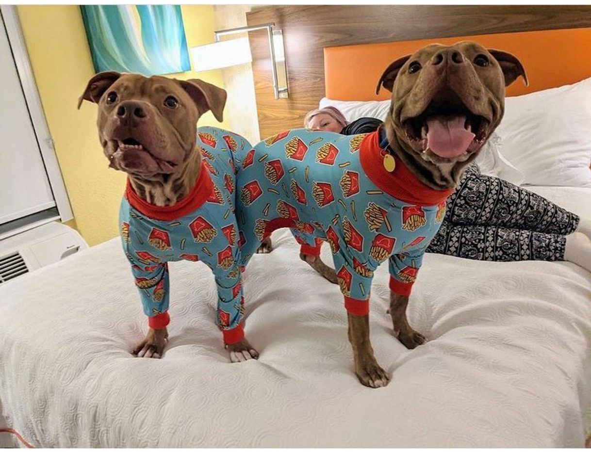 Moda Doguinhos de pijama 🐶