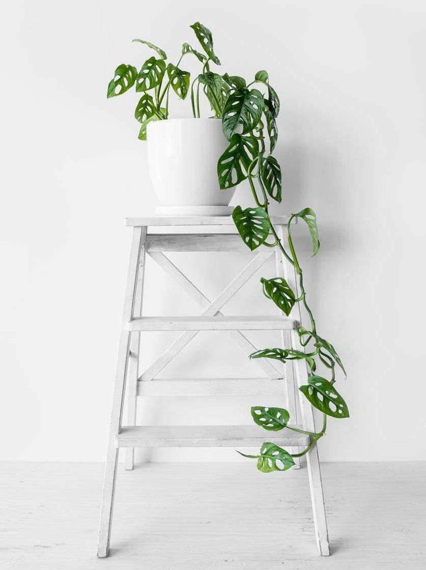 Moda Planta Monstera