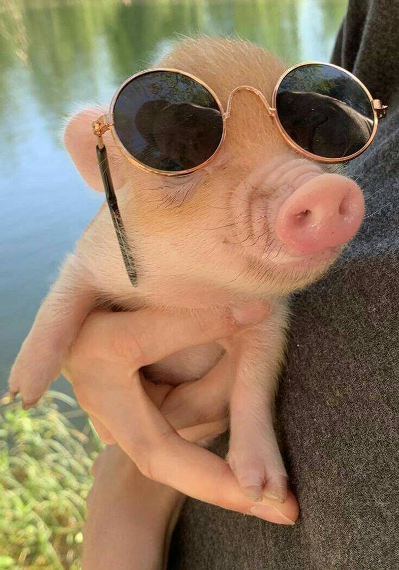 Moda Pig de óculos 