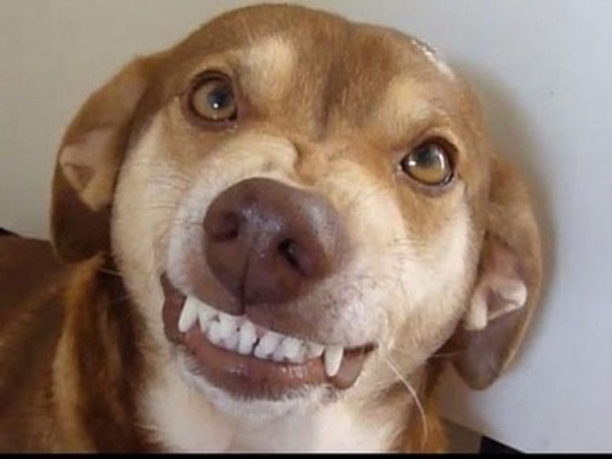 Social Cachorro da risada ao ver o talco antipulgas - YouTube