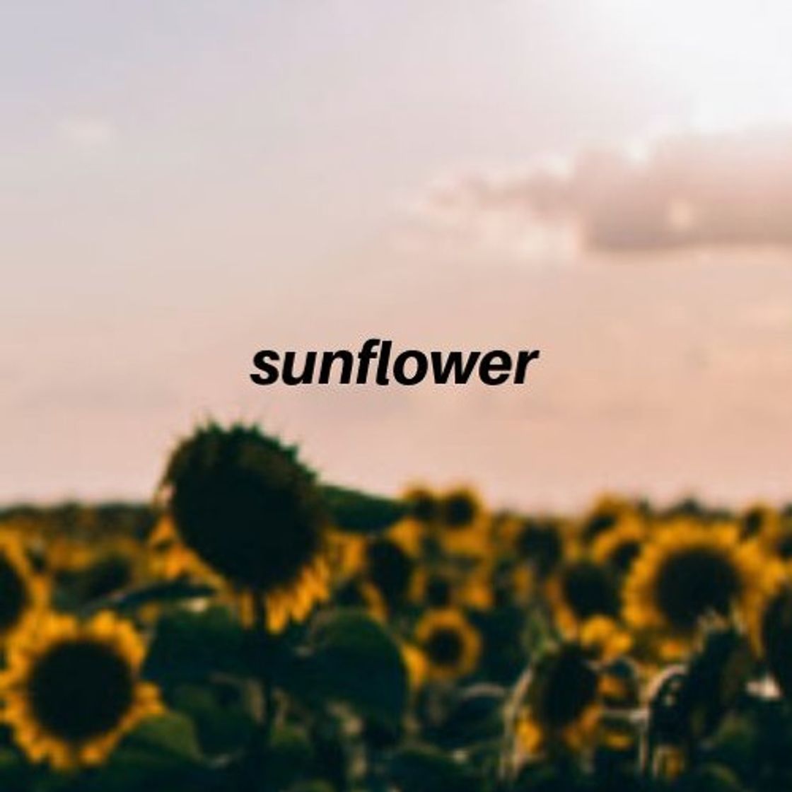 Canción Sunflower - Movie Version