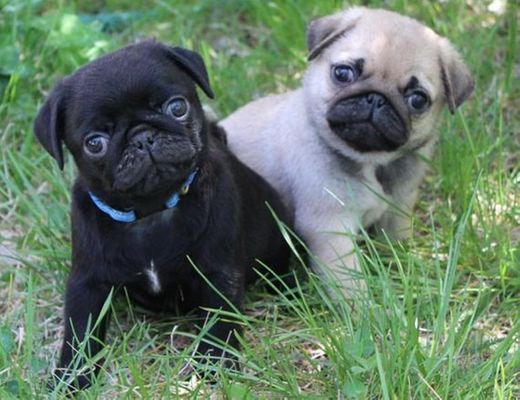 Pug