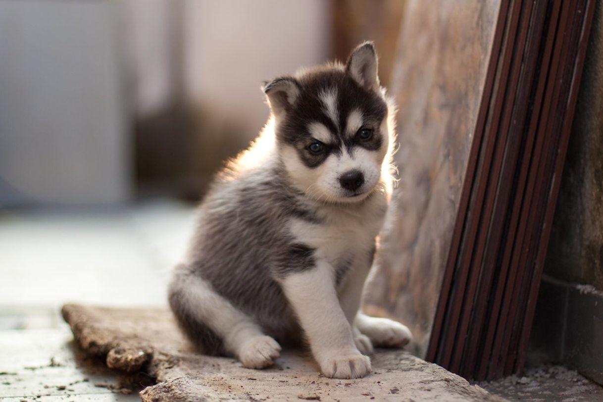 Moda Husky siberiano