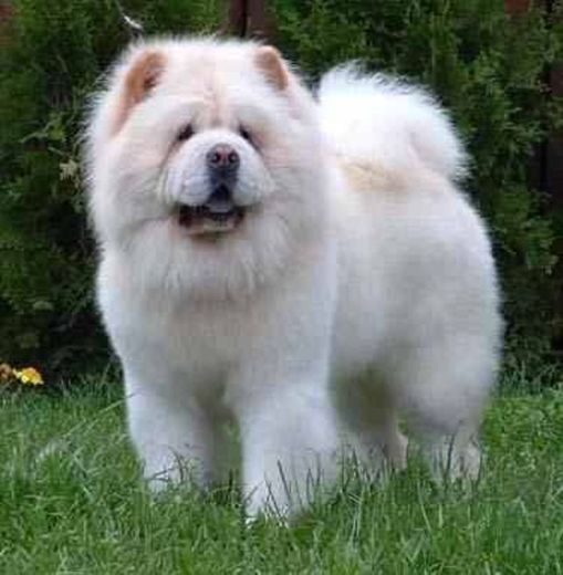 Cachorro Chow chow