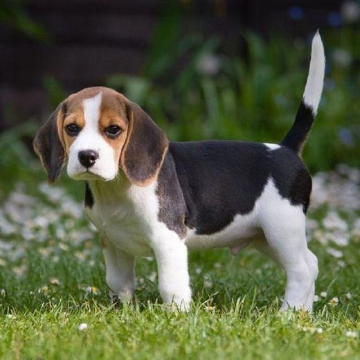 Beagle