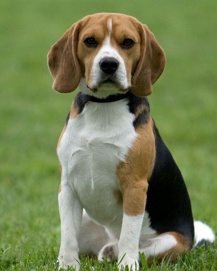 Moda Cachorro beagle