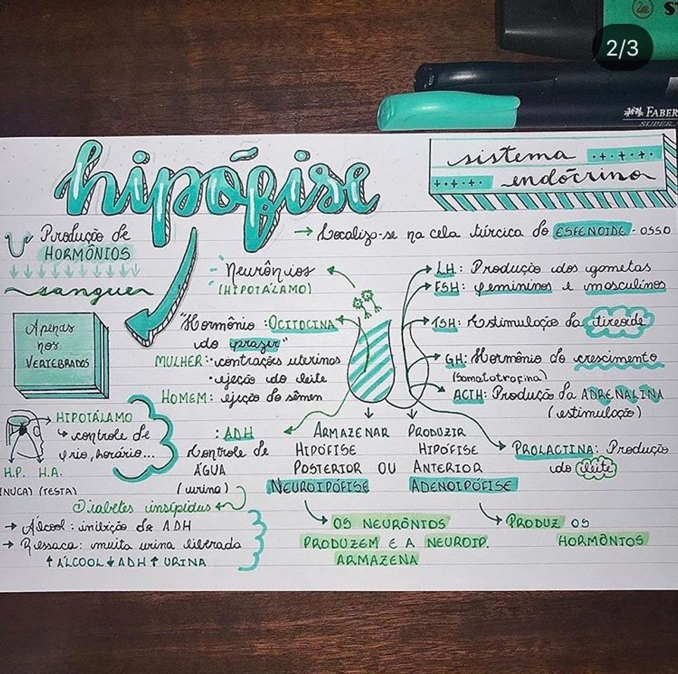 Social Resumo- Sistema Endócrino PT3