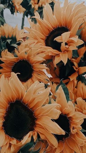 Wallpaper Sunflower 🌻 