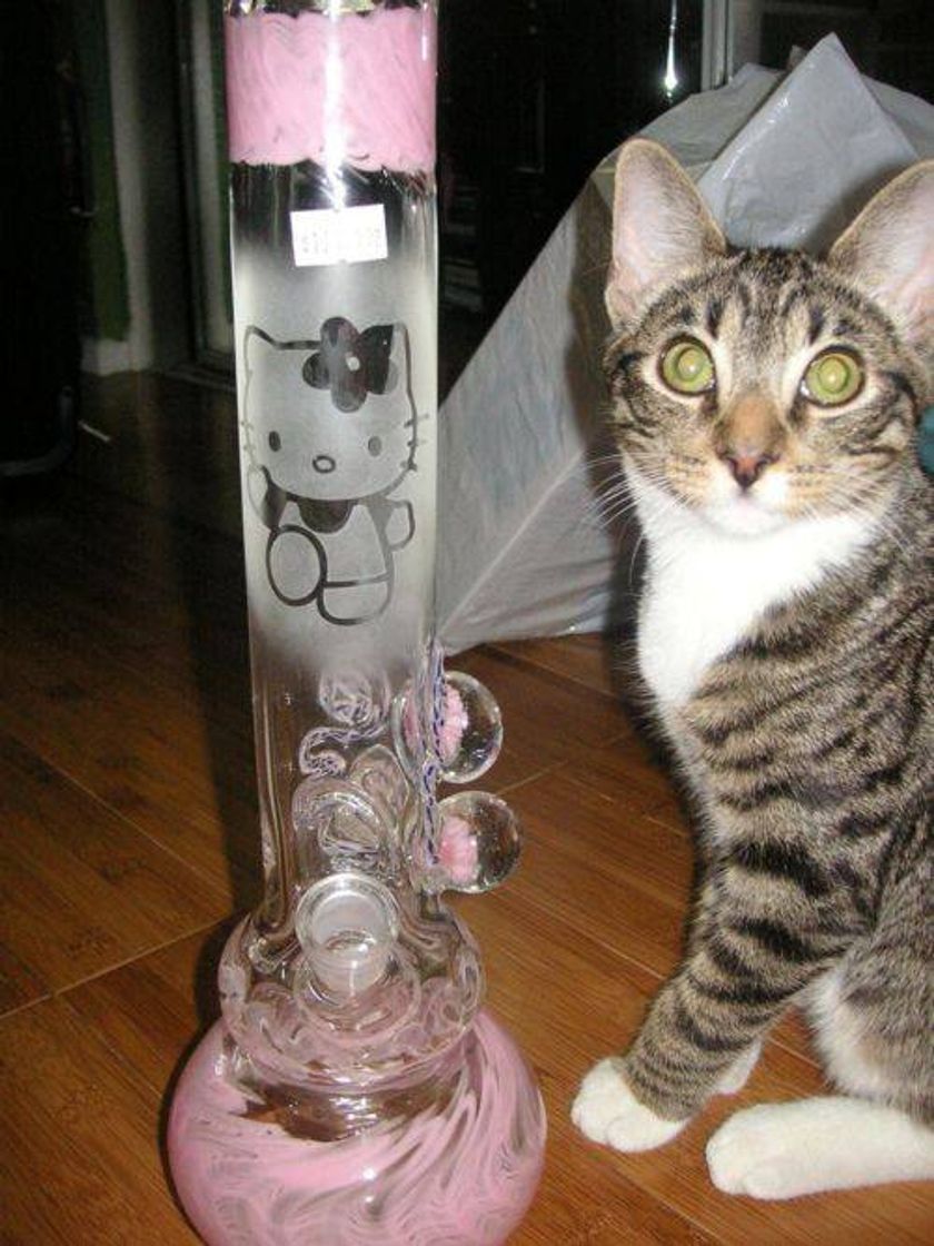 Productos Bong kitty