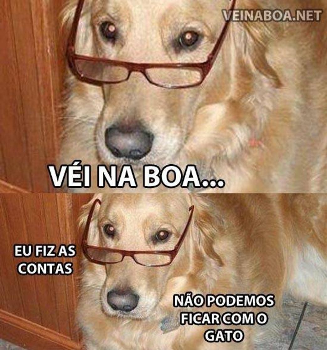 Fashion Cachorrinho fofinho