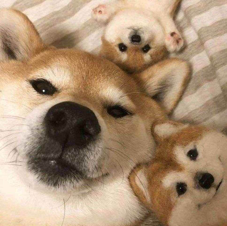 Social Dog 🐶