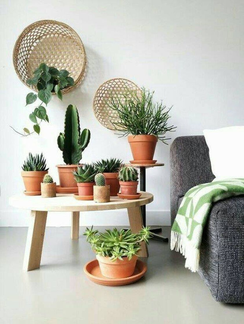 Moda Mesinha, vasos e plantas...🌿