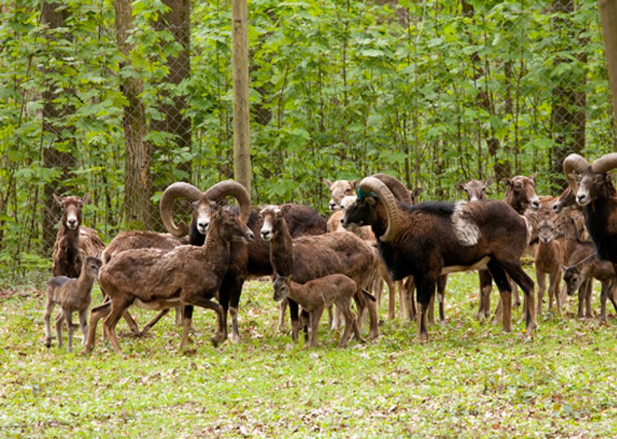 Place Wildpark Düsseldorf Grafenberg