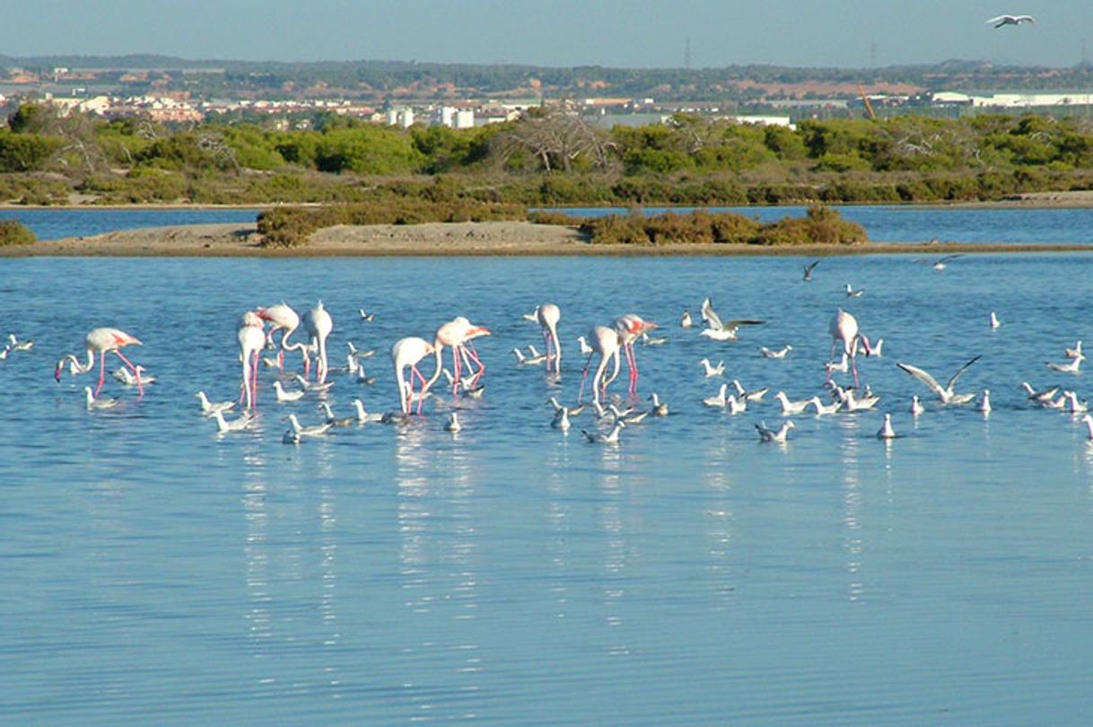 Places Parque Regional de las Salinas y Arenales de San Pedro del Pinatar