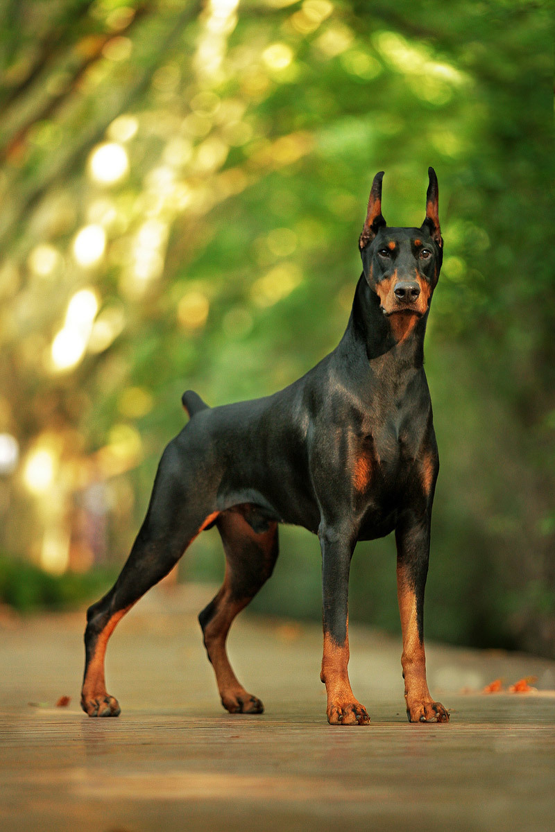 Fashion Doberman Pinscher Dog Breed Information