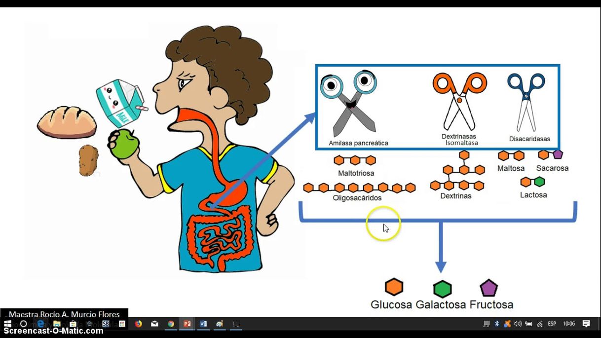 Fashion Digestión y Metabolismo de Carbohidratos 1a Parte - YouTube