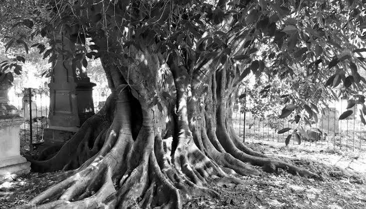 Moda El árbol del vampiro (Leyenda mexicana) - Supercurioso