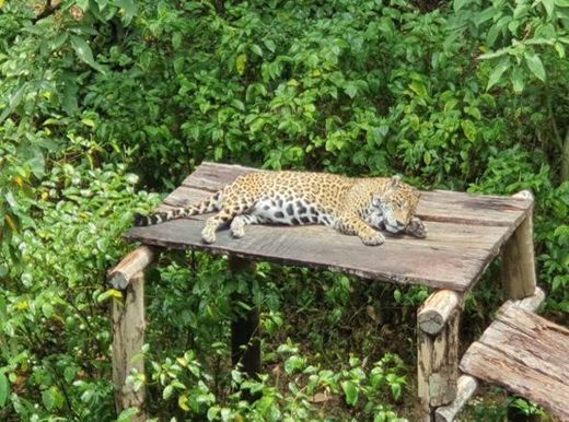 Zoológico Do Cigs