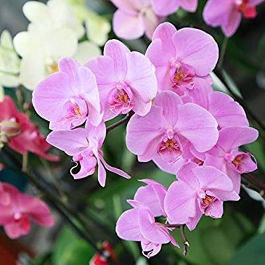 Florclick-Planta Orquídea Phalaenopsis blanca natural lista para regalar.