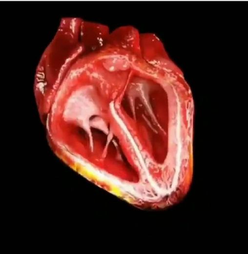 Coração humano 