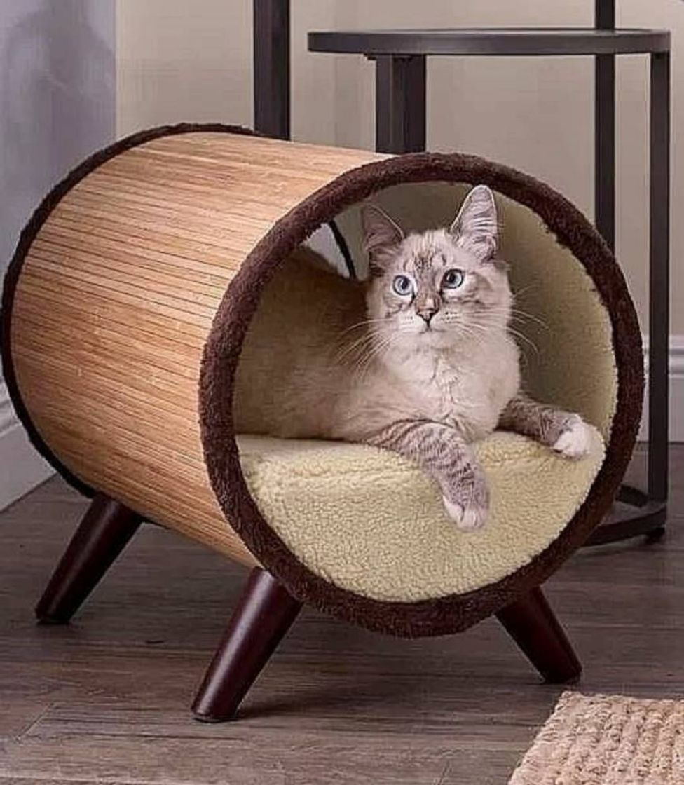 Social Casa para Gatinhos 