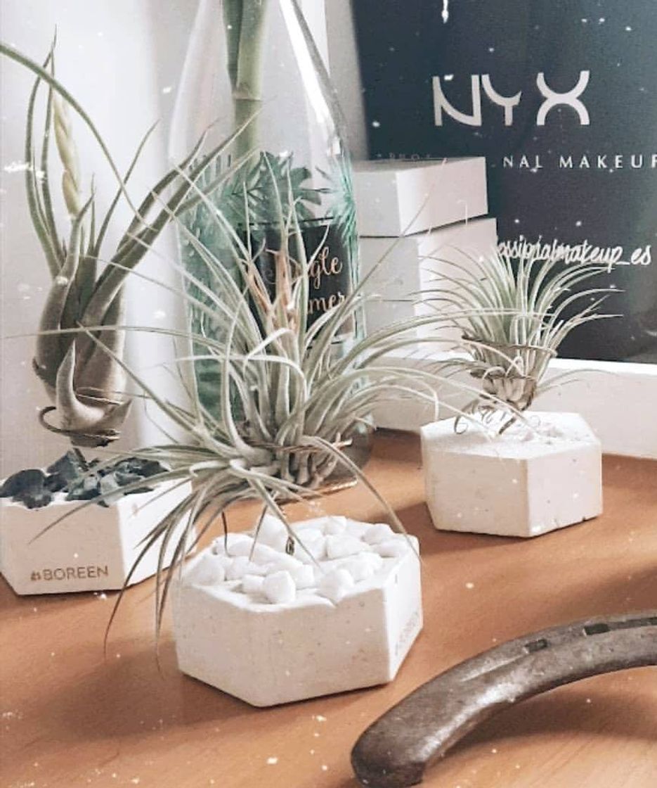 Social Plantas de aire