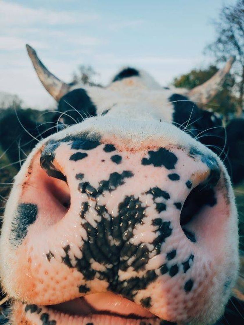 Vaca 🐮