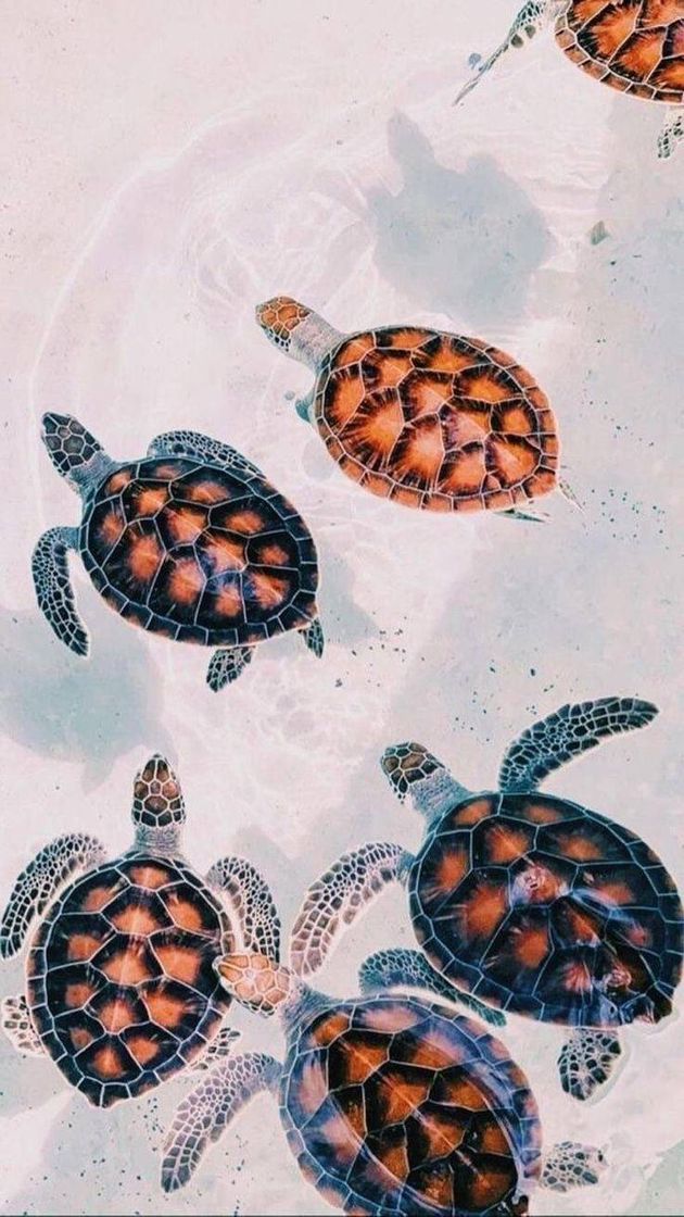 Moda 🐢🌊