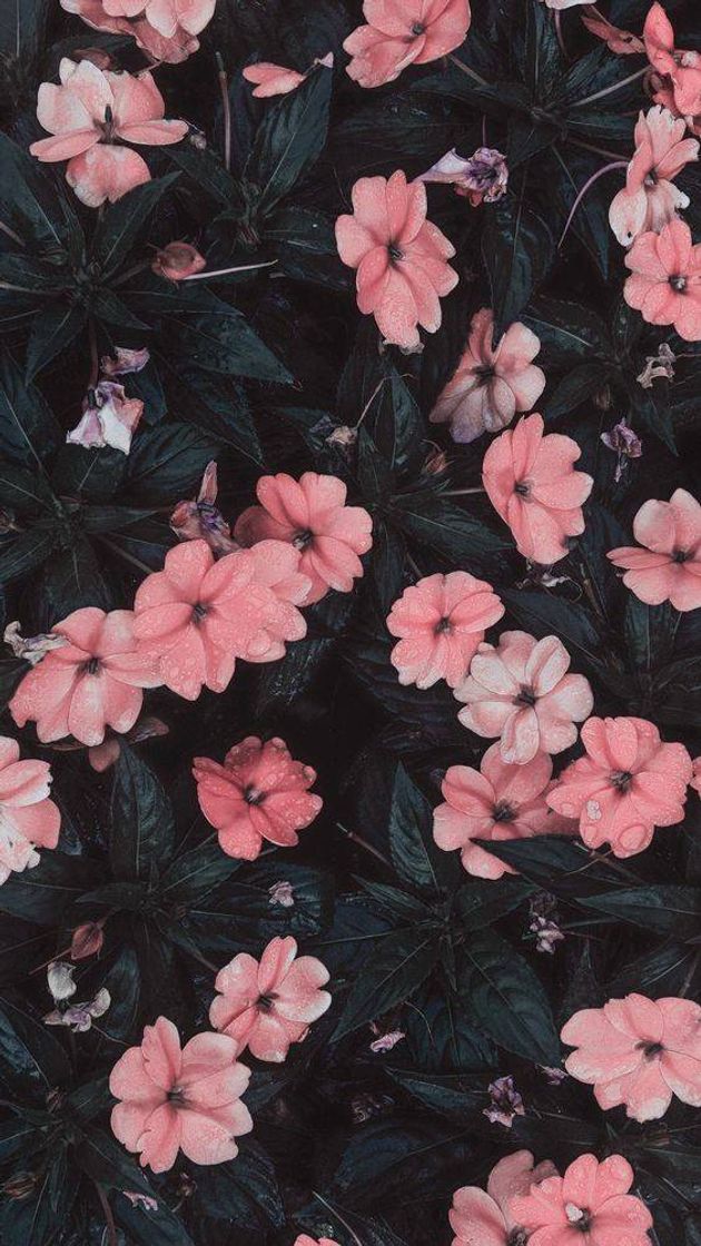 Social Wallpaper