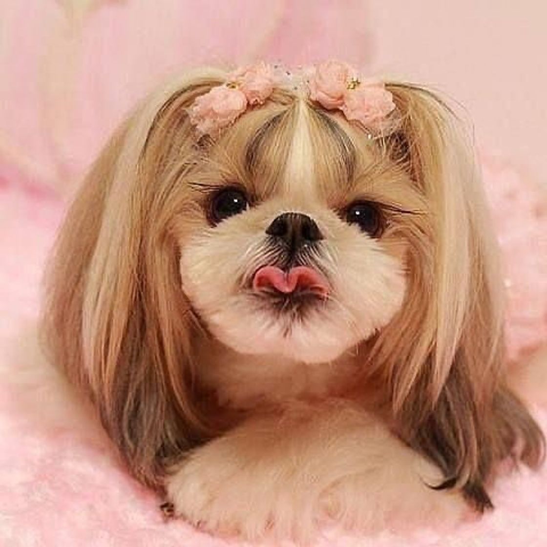 Moda Penteado para shih tzu 