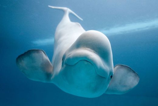 Baleia branca - Beluga 