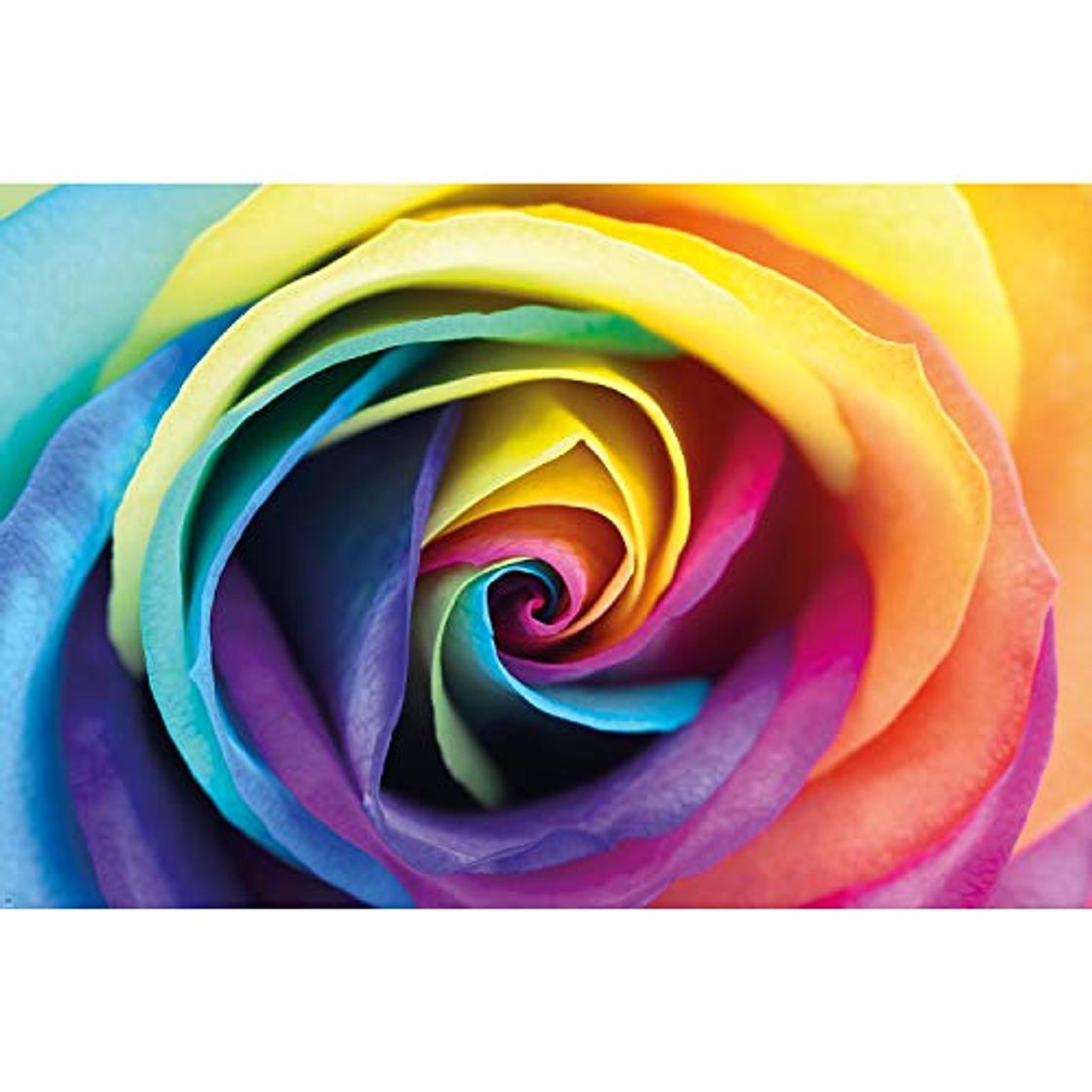 Product GREAT ART Mural de Pared – Rosa del Arco Iris – Flores