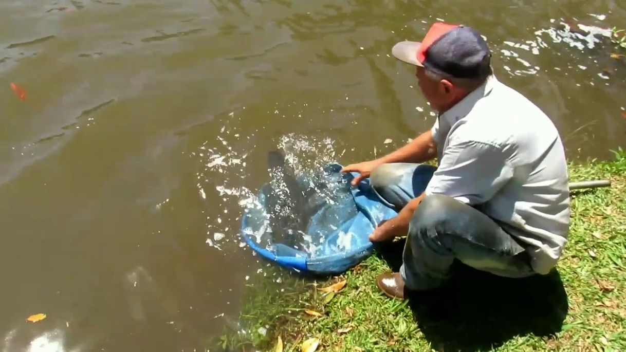 Restaurantes Pau Alto Pesca e Psicultura