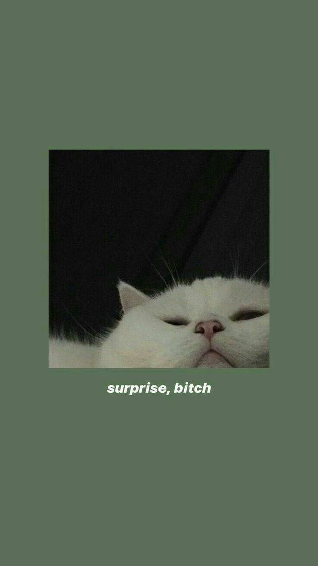 Moda Surprise 🐈